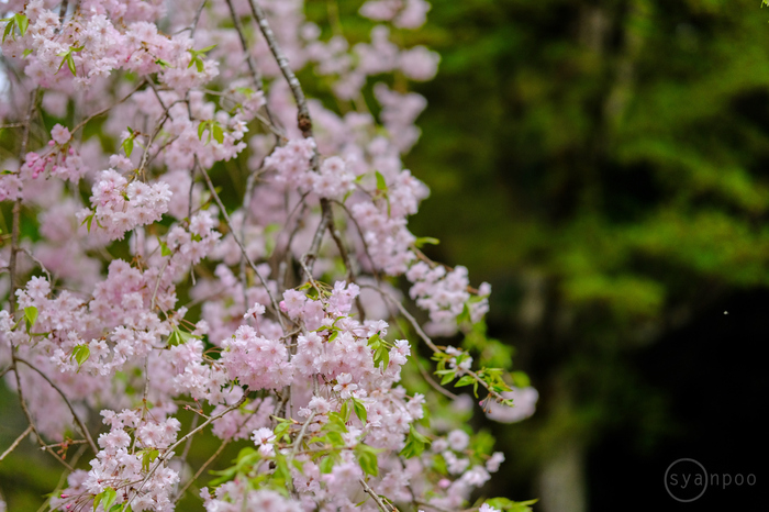 お写ん歩: 花（桜）アーカイブ